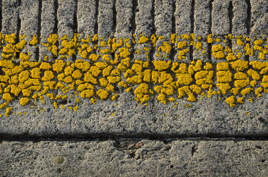 Photosintesis Estructural 14