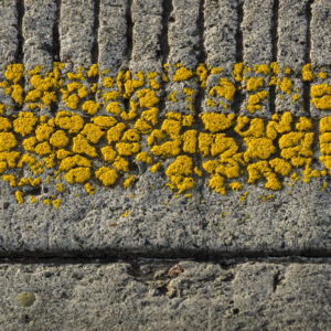 Photosintesis Estructural 14