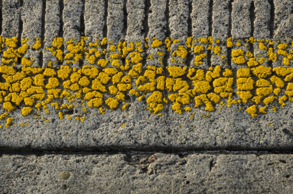 Photosintesis Estructural 14