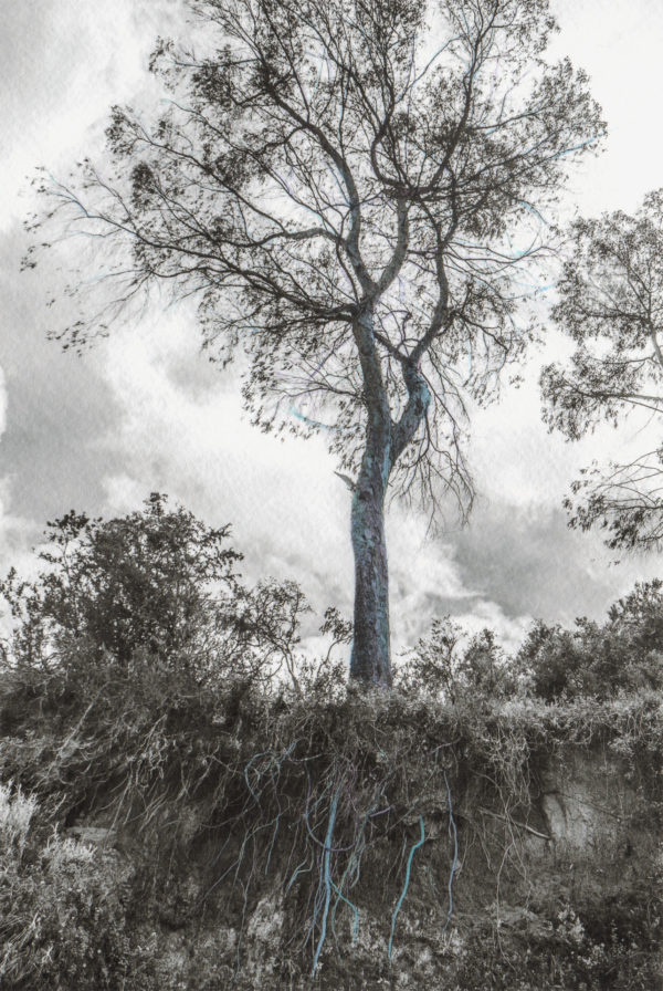Árbol canal (Kundalini)